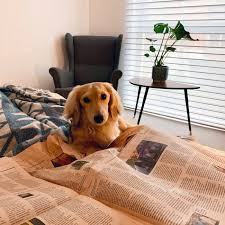 SELF ISOLATION WITH PETS