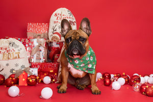 Big & Little Dogs Christmas Bandana - 'Deck the Paws'